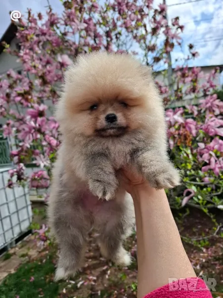 Померан померанчета момченца!, снимка 1