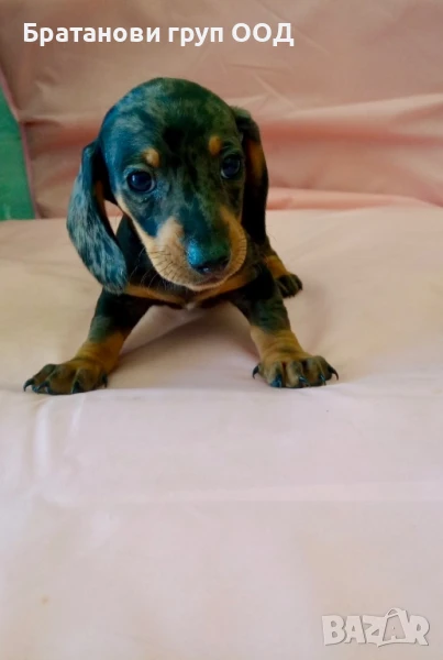Мини Дакел блу мерле, снимка 1