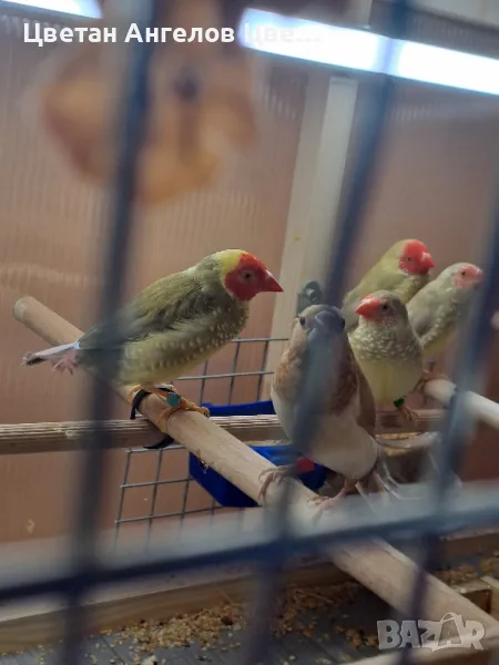 продавам тръстикови и остроопашати амадини, снимка 1