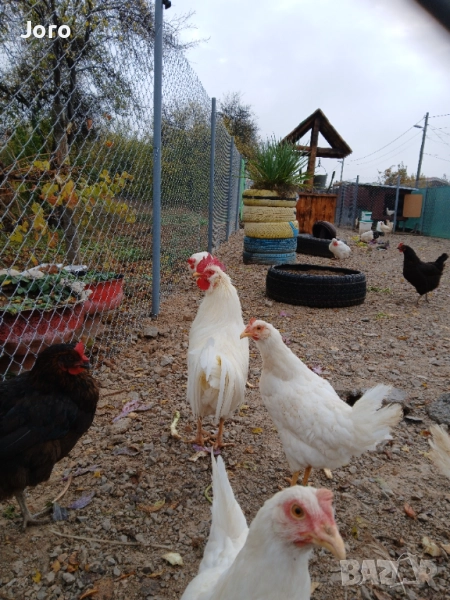 Петел, снимка 1