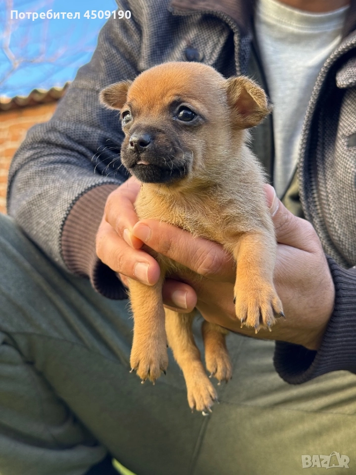 Бебета чихупинчери , снимка 1