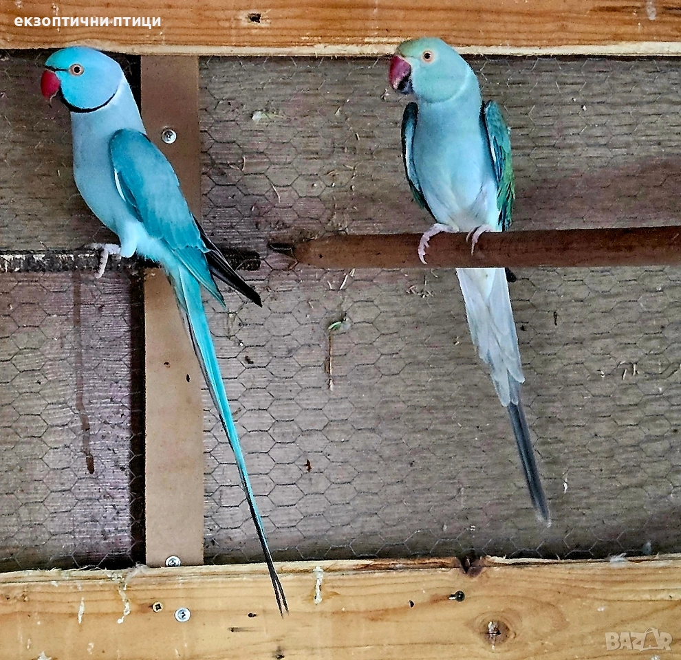 Двойка Александри , снимка 1