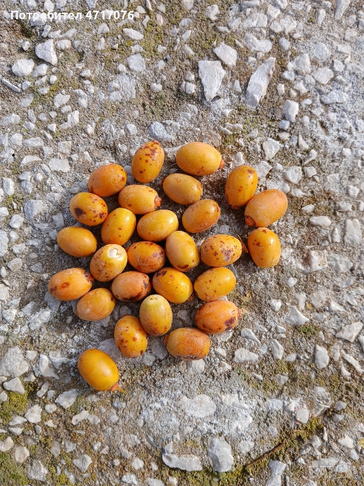 семена от канарска финикова палма , снимка 1