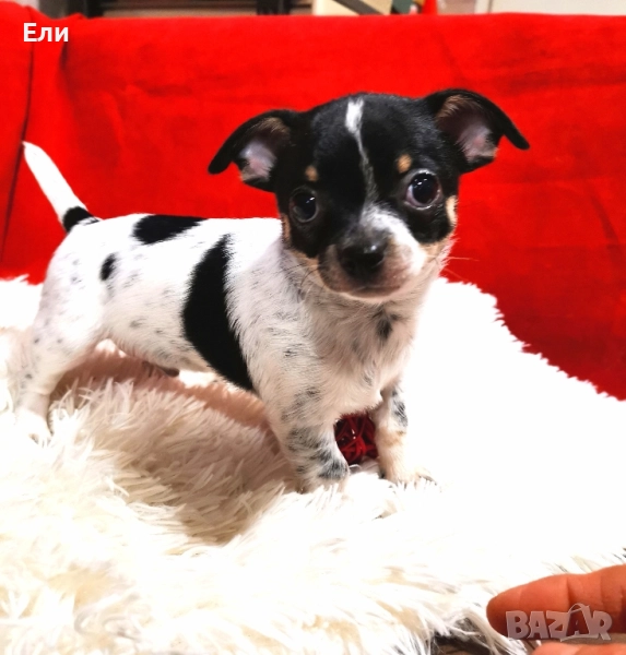 Мини Чихуахуа( мъжко ) , снимка 1