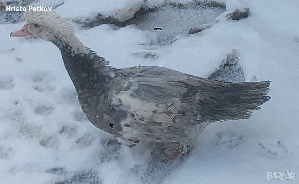 Продавам 4 Неми Патици , снимка 1