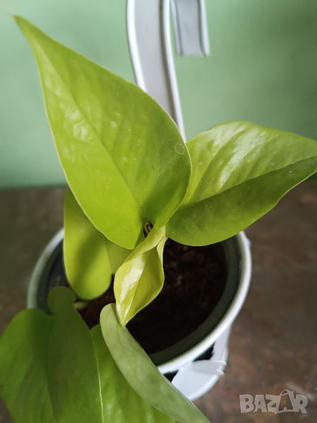 Епипремнум Golden Pothos , снимка 1