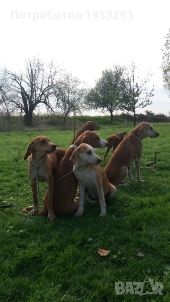 Гончета  елитни обучени за лов , снимка 1