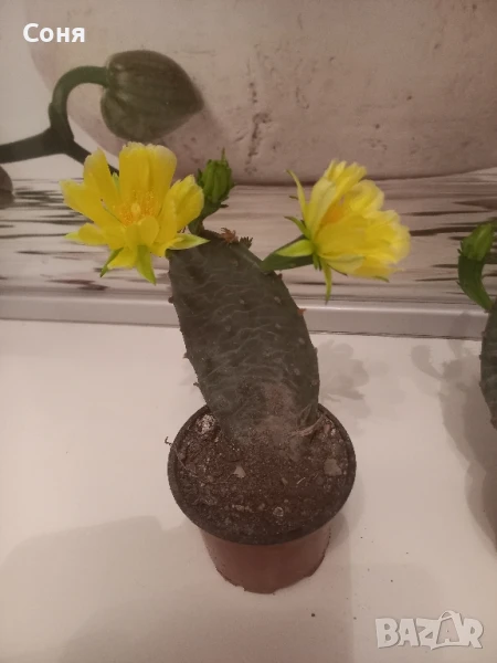 Студоустойчив кактус опунция, снимка 1