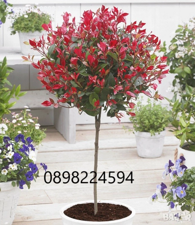 🌿 Фотиния (Photinia) – декоративна вечнозелена щамба, снимка 1