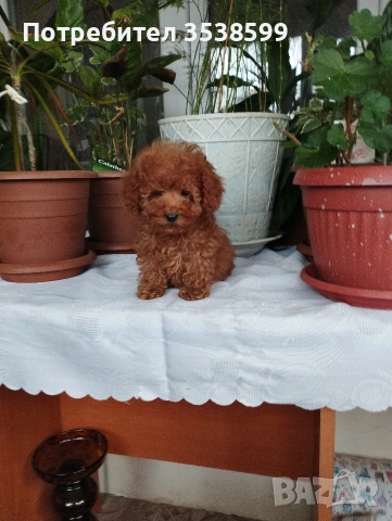 Той Пуделчета , снимка 2 - Пудели - 52909276