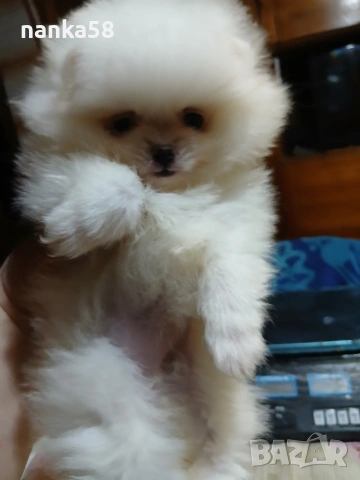 Продавам женско померанче , снимка 4 - Померан - 53438094