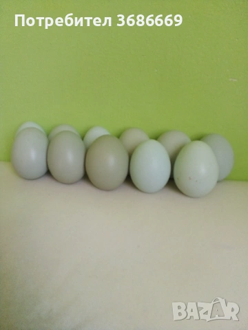 Яйца от Маран , снимка 2 - Кокошки и пуйки - 53865932