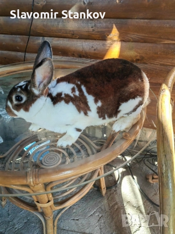 продавам зайци Цика Сребърни и Рексови , снимка 8 - Други - 50803206