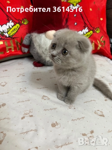 Клепоухо шотландско момченце, снимка 8 - Британска късокосместа - 52859235