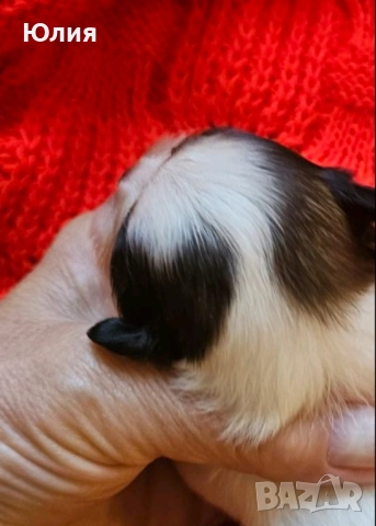 Японски хин, снимка 4 - Други - 52506196