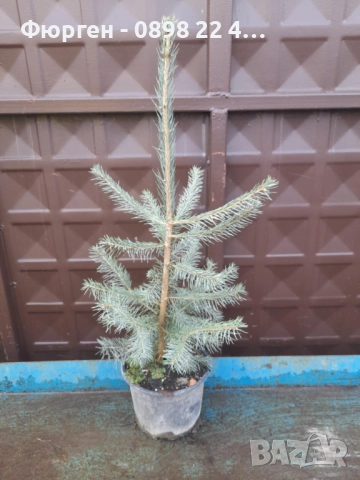 Сребрист смърч (Picea pungens), снимка 8 - Разсади - 35188178