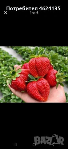 Продавам разсад ягоди и малини , снимка 10 - Сортови семена и луковици - 53738570