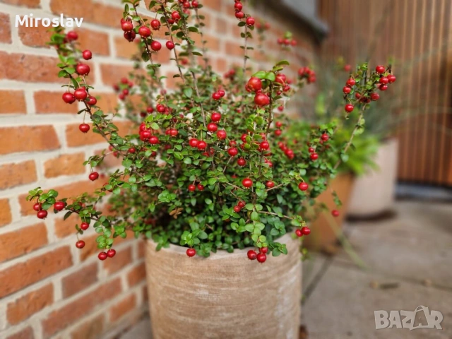 Чилийска гуава-(Ягодова мирта)