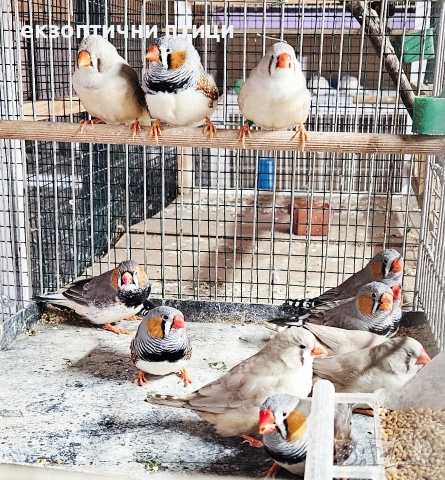 Джъмбо Амадини - Продавам, снимка 6 - Амадини - 52865989