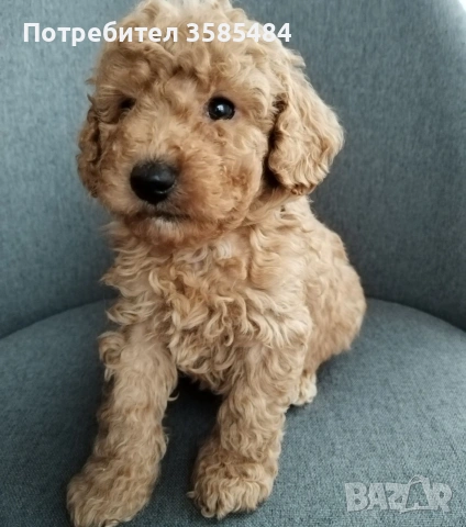 Mini poodle/Мини пудел , снимка 8 - Пудели - 53463482