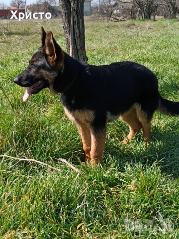 Продавам женска немска овчарка., снимка 2 - Немска овчарка - 53844160