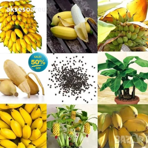 50 бр. Семена от Бонсай бананово дърво екзотични редки плодове палма за декорация на градината, снимка 2 - Сортови семена и луковици - 53258880