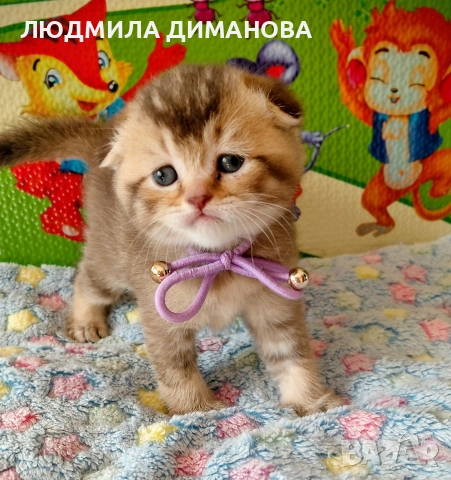 Шотландски златни чинчили. , снимка 7 - Британска късокосместа - 53387343