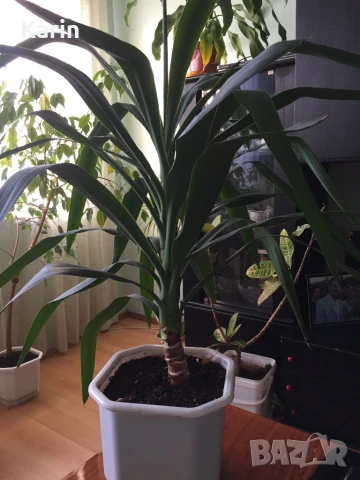 Млада и здрава Юка  130 см, снимка 2 - Стайни растения - 51154417