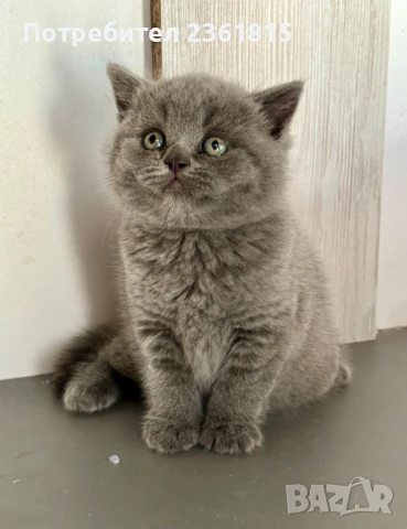 Чистокръвно мъжко синьо британче, снимка 6 - Британска късокосместа - 51088371