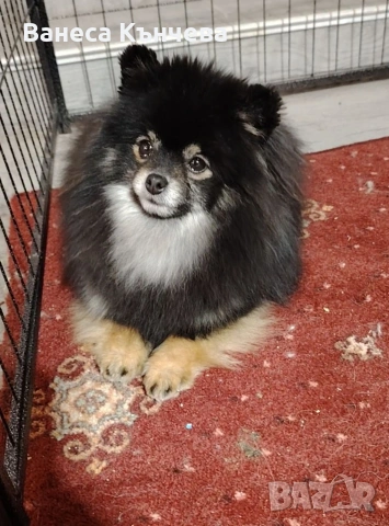 померан, снимка 3 - Померан - 53275859