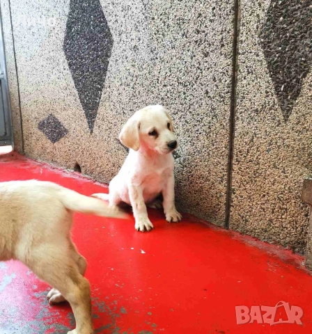 продавам женски лабрадори , снимка 3 - Лабрадор ретривър - 52903633