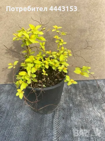 Спирея " Златна принцеса " разсад, снимка 3 - Разсади - 49874881