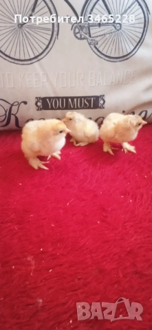 Пиленца Брама , снимка 4 - Кокошки и пуйки - 52882666