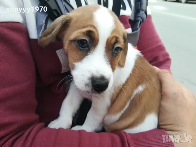 КУПУВАМ КУЧЕ-ДЖАК 2204250741