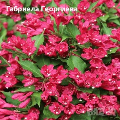 Вайгела червена , снимка 1 - Градински цветя и растения - 46181143
