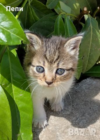 Adopt a cat Осинови коте