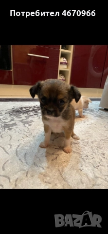 Продават се Чихуахуа и Пинчери, снимка 3 - Чихуахуа - 52679313