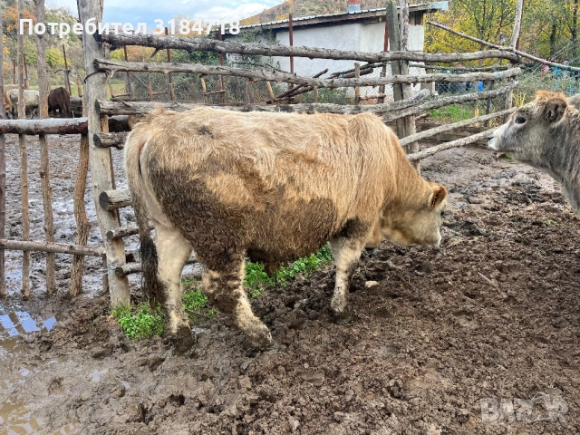 Месодайни Телета за Продан, снимка 7 - Крави - 52479978
