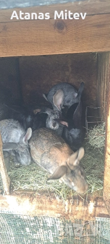 зайци за разплод и месо , снимка 2 - Други - 54053396