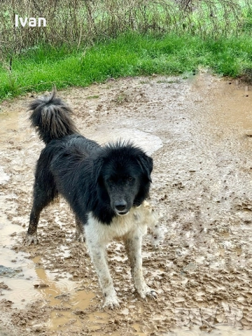 Каракачанско куче, снимка 4 - Каракачанска овчарка - 52950469