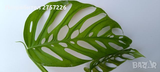 Monstera Laniata, снимка 1 - Стайни растения - 45696236