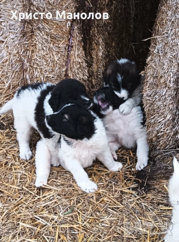 Каракачанско овчарско куче, снимка 10 - Каракачанска овчарка - 53652411