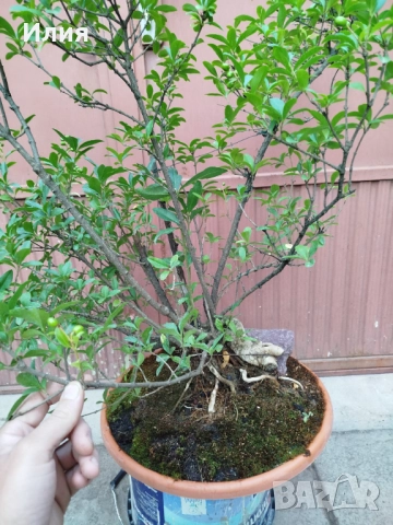 Бонсай заготовка Лигуструм , снимка 8 - Градински цветя и растения - 51556598