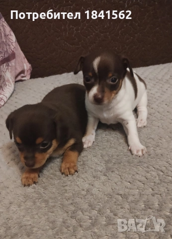 Продават се пинери