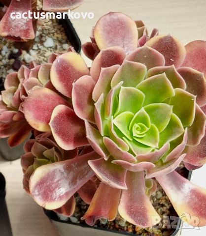 Aeonium 'Superbang', снимка 2 - Стайни растения - 46682640