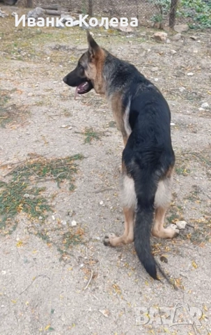 Продавам мъжки немец на 11 месеца тел 0896132959