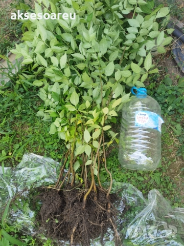 Нова здрава Еводия над метър Фиданки от медоносното дърво на пчеларя разсад високи дръвчета , снимка 9 - Разсади - 51647548