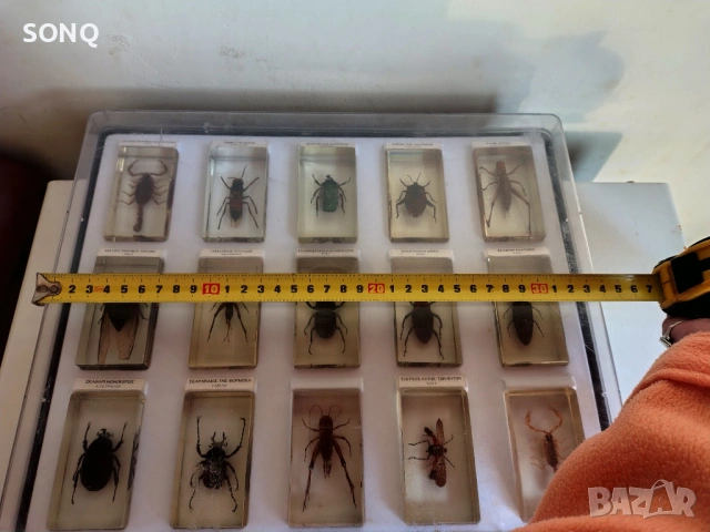 Страхотна Колекция Хербарий От Буболечки,Насекоми, снимка 16 - Колекции - 53137155