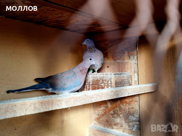 Сенегалска гургулица 