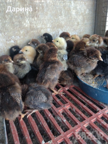 Катунски пиленца и селски пиленца , снимка 3 - Кокошки и пуйки - 53394021